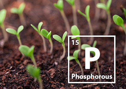 Phosphorous and plants